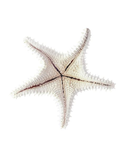 Starfish Skeleton Close Up Photograph By Gavin Kingcomespl Fine Art
