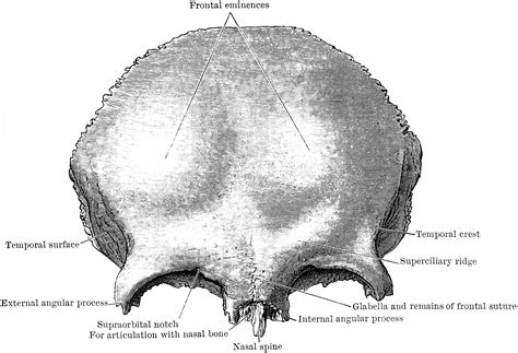 Anterior View Of Frontal Bone Clipart Etc