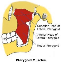 Anatomy Of Jaw Muscles - Anatomy Drawing Diagram