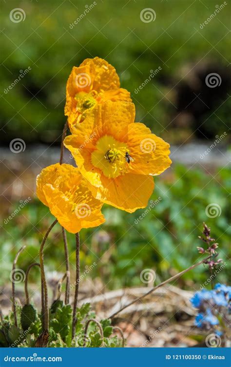 Yellow Poppies Stock Photo Image Of Field Landscape 121100350
