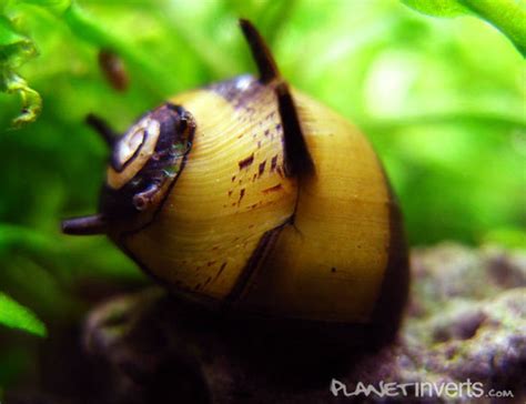 The Brackish Tank Horned Nerite Snail Genus Clithon Species C