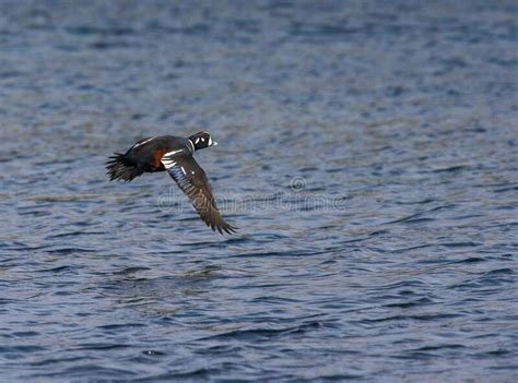 Harlequin Duck Flying Stock Photos Free And Royalty Free Stock Photos