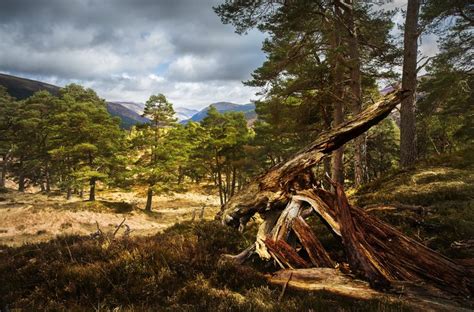 Ancient Caledonian Pine Forest In Glen Lyon Near Loch Tay In Scottish