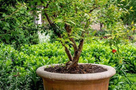 Growing Pomegranate Trees In Containers