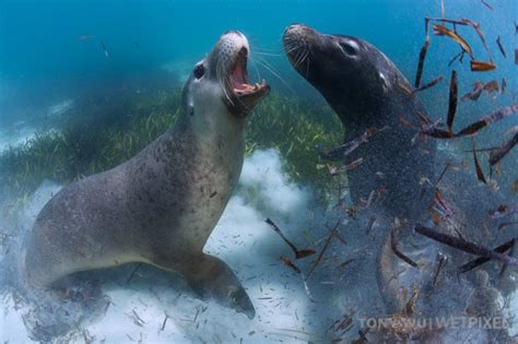 tony wu australian sea lions