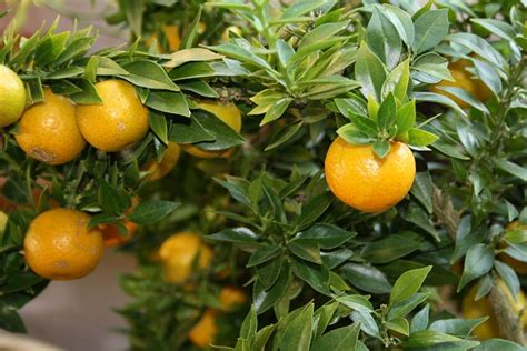 Free Photo Citrus Citrus Fruit Fruits Tree Free Image On Pixabay