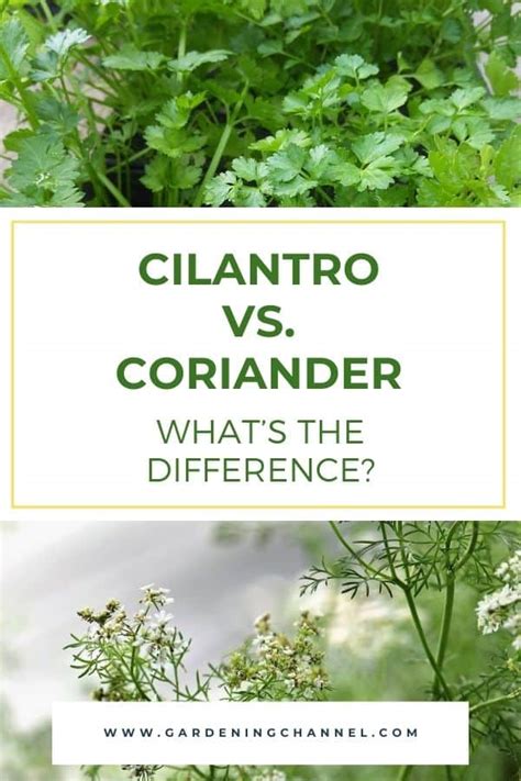 Sadly, the cilantro plant is an annual and is generally not fit for consumption after its flowering stage. Cilantro vs. Coriander: What's the Difference? - Gardening ...