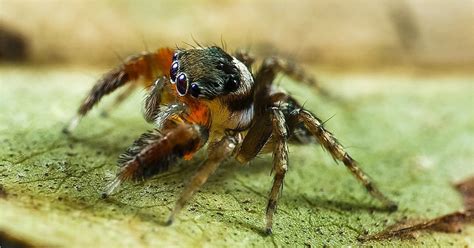 descubren nuevas especies de diminutas arañas saltarinas en australia