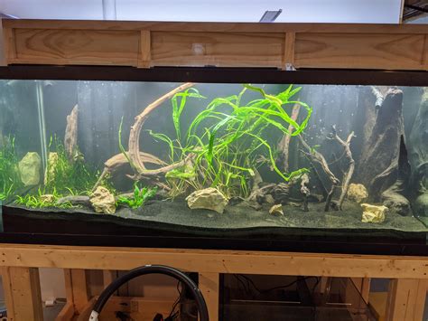 New House New Tank 210 Gallon Aqueon Page 3 The Planted Tank Forum