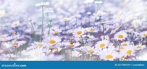 Daisies In The Field Panorama With Daisy Wildflowers Stock Image