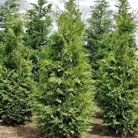 1 Gal Thuja Green Giant Evergreen Tree Thugre01g The Home Depot