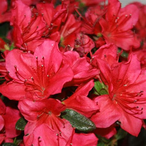 azalea japonica red colourful evergreen outdoor garden shrub plant in 2l pot ebay