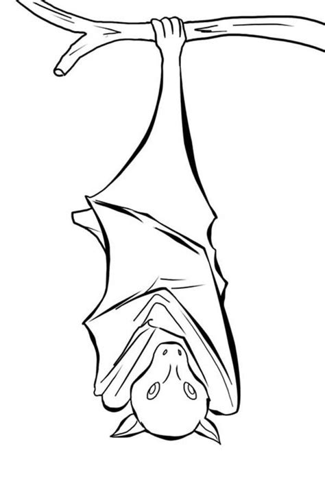 Drawings Of Bats Hanging Upside Down Mikevandeven