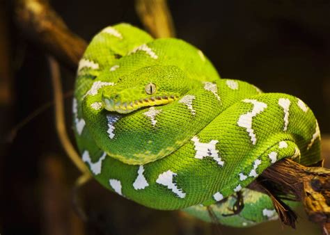 45 Emerald Tree Boa Facts Guide To Both Species Diet