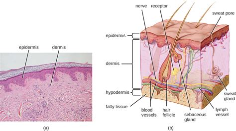 Human skin cell diagram labeled, mar 26, 2020 · a human cheek cell is thin, flat and irregularly shaped and has a large nucleus that contains the dna. Anatomy and Normal Microbiota of the Skin and Eyes ...