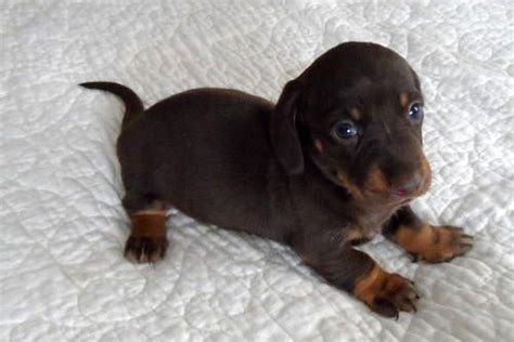 Adopting your dachshund from a shelter or rescue can save a life. Dachshund Puppies For Adoption