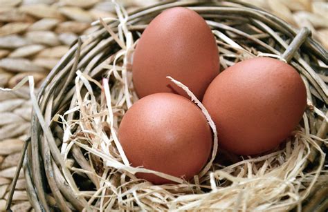 Gambar Gratis Telur Easter Sarang Ayam
