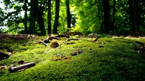 Wallpaper Id 151130 Nature Trees Green Wood Forest Moss