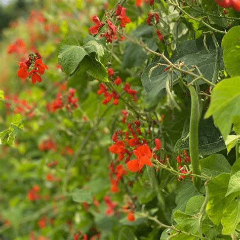 Organic Scarlet Emperor Runner Pole Bean Fruition Seeds