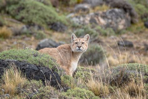 Lanzan Una Campaña Contra La Caza De Pumas Un Grupo De Organizaciones