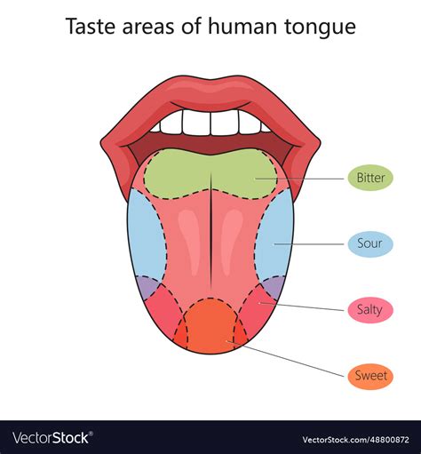 Taste Zones Of The Human Tongue Diagram Science Vector Image