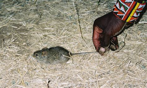 Study: Mice Were the First Domesticated Animals not Dogs ...