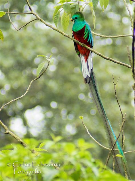 Quetzal Mesoamericano Mocinno Ebird
