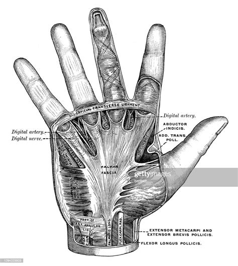 Hand Anatomy High Res Vector Graphic Getty Images