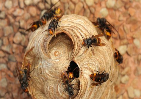 Asian Hornets The Invasion Worrying Europe