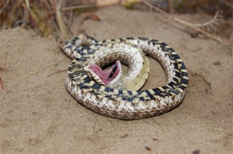 Plains Hognose Snake Heterodon Nasicus Minnesota Amphibian