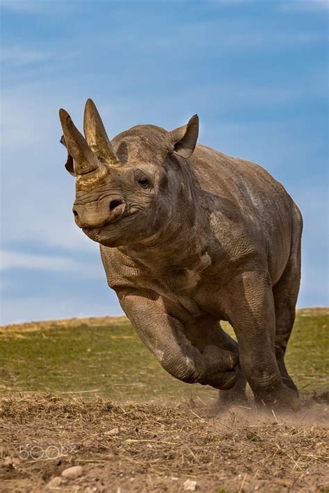 Running Rhino By Morten Thomsen On 500px With Images African
