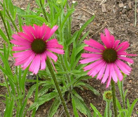 Tennessee Purple Coneflower Butterfly Plants Almost Eden