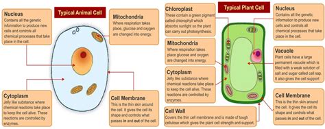 (i) it is a plant cell because it has cell wall. Easiest Way to Memorize the Animal and Plant Cell Structure
