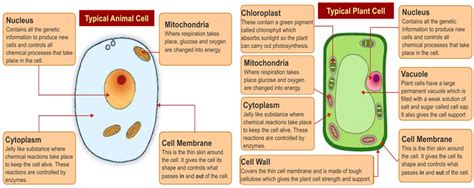 Difference of plant cell and animal cell parts. Easiest Way to Memorize the Animal and Plant Cell Structure