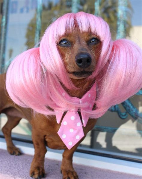 Funny Pets Wearing Wigs Pictures