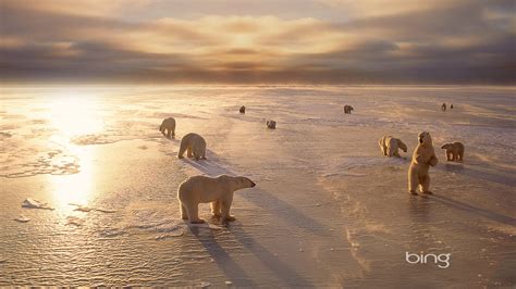 Churchills Polar Bears In Canada Bing Wallpaper Preview