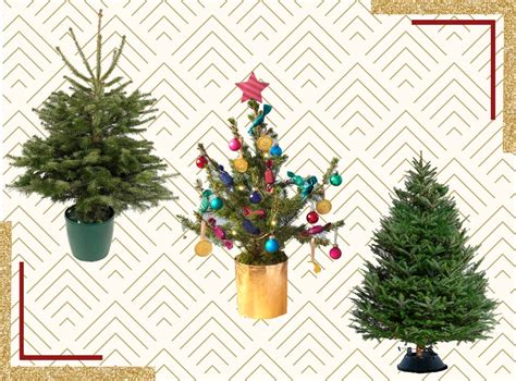 Best Real Christmas Trees 2020 Nordmann Fraser And Korean Firs The
