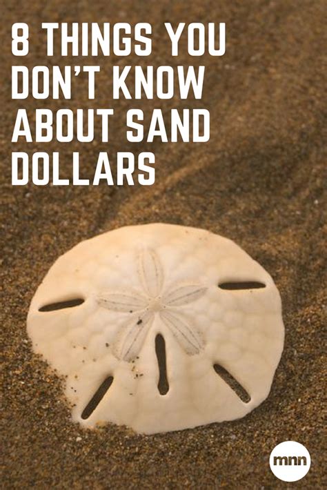 9 Fascinating Facts About Sand Dollars Sand Dollar Craft Shells And