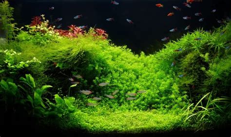 Cool And Simple Aquascape Ideas For 51020 Gallon Tanks