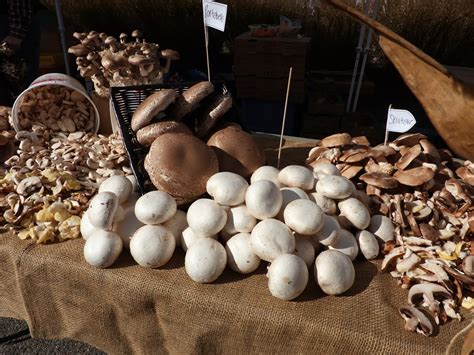 Best place to get sterilized grain: Discover How to Grow Mushrooms at Home - The Magical Herb ...