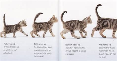 Alley cat allies›alley cat allies resources›how old is that kitten? Kitten To Cat Growth | ... - kitten adoption, rescue, TNR ...