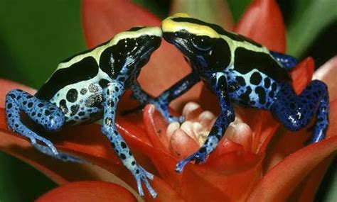 Amazon Rainforest Animals The Amazon Poison Dart Frog ~ Amazon