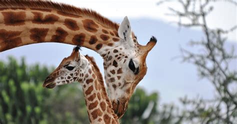 Giraffes May Be As Socially Complex As Chimps And Elephants The New