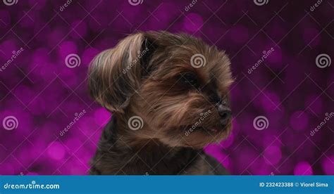 Cute Little Dogs Posing In Studio Stock Footage Video Of Mouth