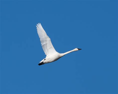 Tundra Swan 1 24 2023 Middle Creek Wildlife Management Are Flickr