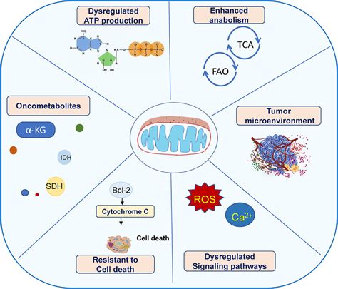Mitochondria As A Target In Cancer Treatment Liu 2020 Medcomm