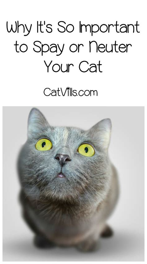 201 Best Images About Adoptable Cats On Pinterest