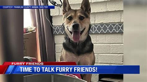 Furry Friends | WFXRtv