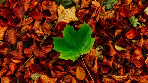 Download Wallpaper 3840x2160 Leaves Maple Autumn Fallen