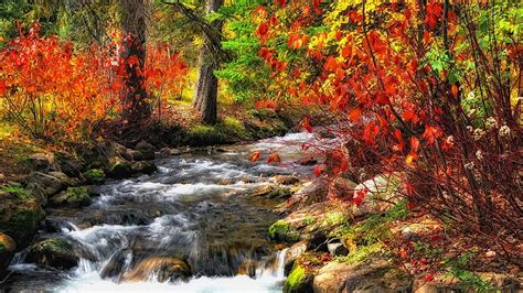 Hd Wallpaper Autumn Colors Autumn Leaves Colorful Leaves Creek